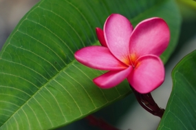 绿叶丛中粉色鸡蛋花摄影图片